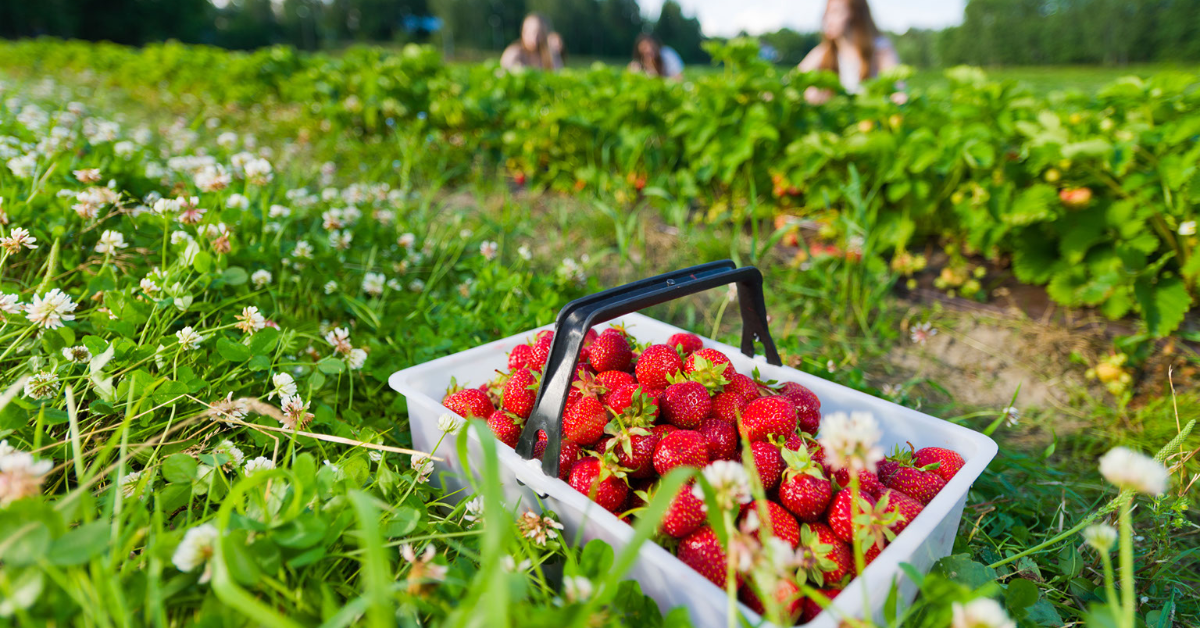 Strawberry Picking Guide Get a List of Strawberry Farms in Virginia